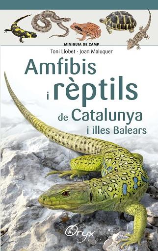 AMFIBIS I REPTILS DE CATALUNYA I ILLES BALEARS | 9788490346792 | TONI LLOBET & JOAN MALUQUER MARGALEF