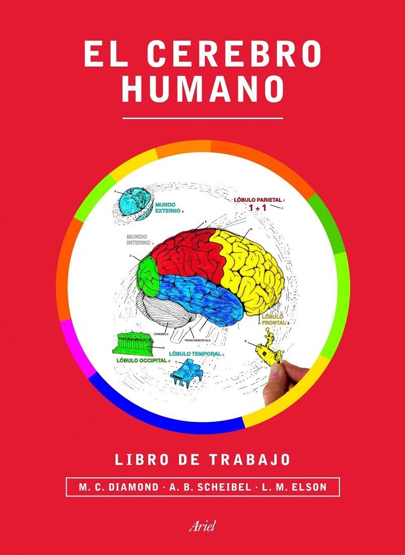 EL CEREBRO HUMANO LIBRO DE TRABAJO | 9788434417212 | DIAMOND / SCHEIBEL / ELSON
