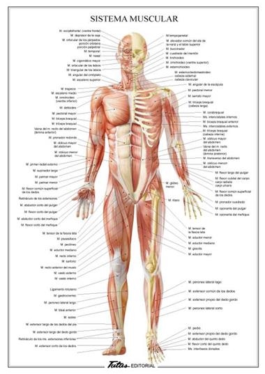 SISTEMA MUSCULAR | 9788494518584 | TUTUS EDITORIAL
