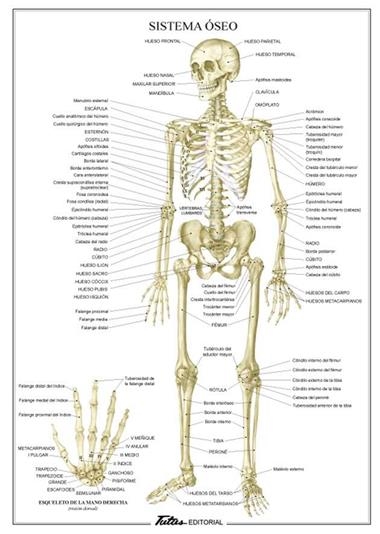 SISTEMA OSEO | 9788494518591 | TUTUS EDITORAL